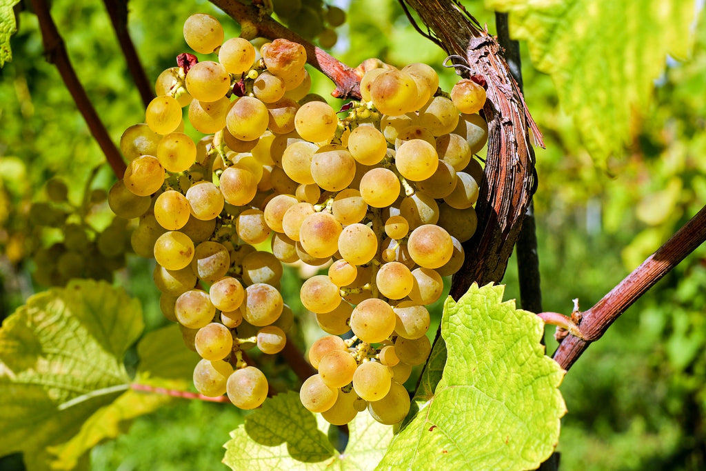 Virtual Winetasting